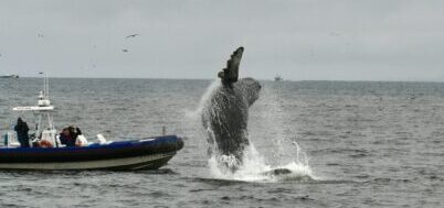 The Unpredictable Moments of Whale Watching