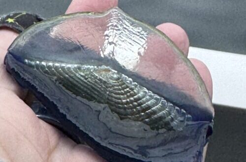 Today’s Marine Science Rabbit Hole: Velella velellas