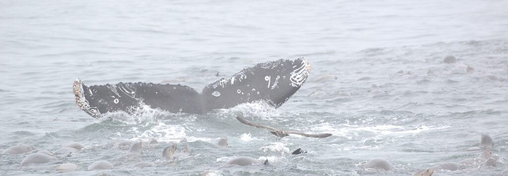 the tips of a Humpback whale's tail flukes as they dive under the water. the flukes are mainly black/dark grey with a number of circular, white, barnacle scars.
